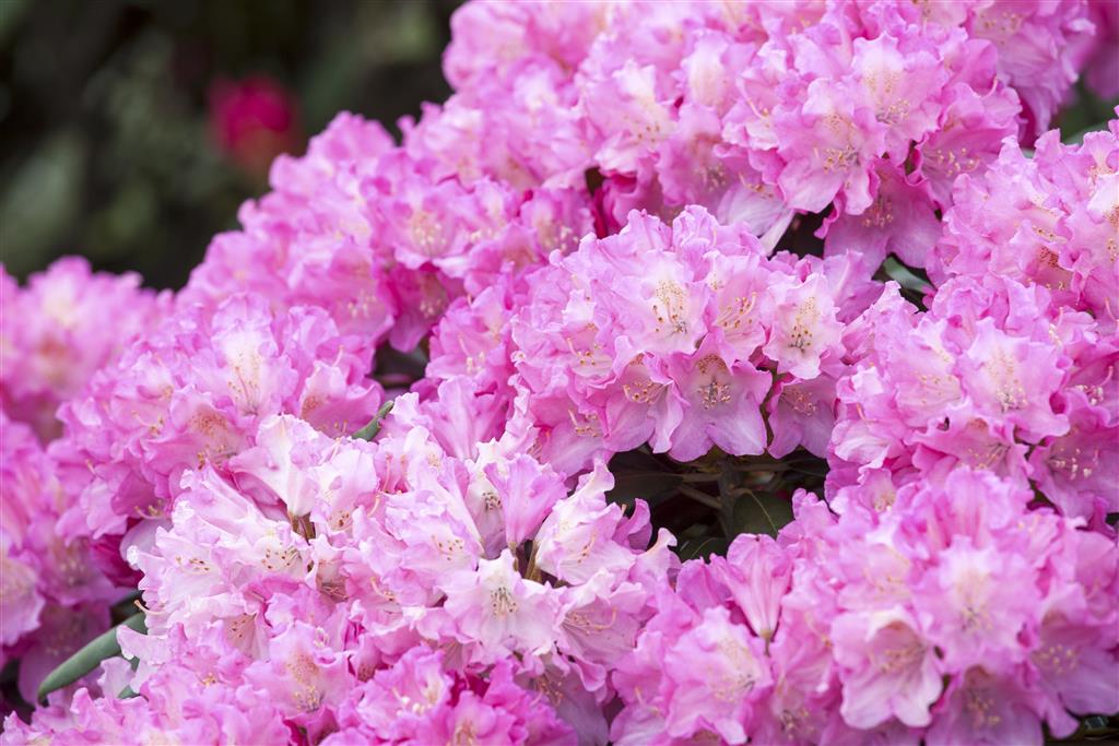 rododendron_kalinka