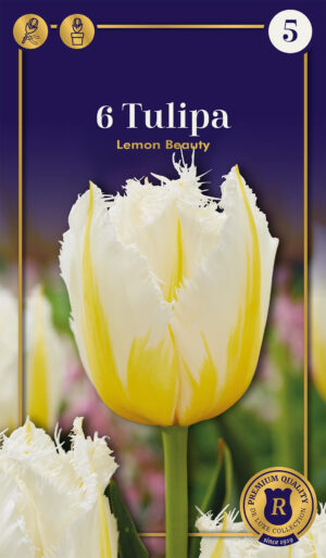 Tulp ‘Lemon Beauty’ 6tk