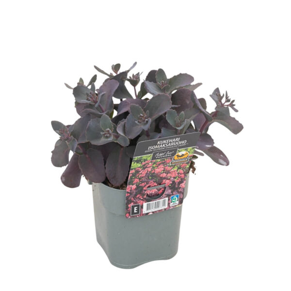 Kukehari 'Chocolate Cherry' P14 Eestis kasvatatud
