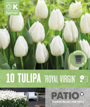 Tulp ‘Royal Virgin’ 15tk
