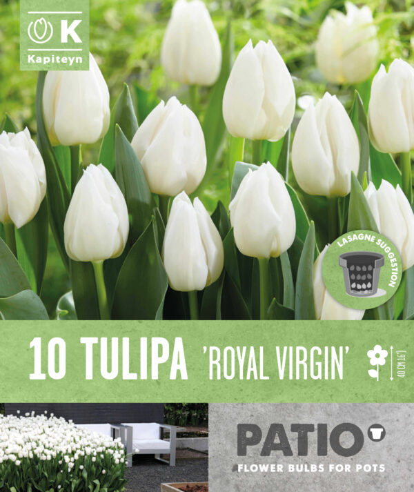 Tulp 'Royal Virgin' 15tk
