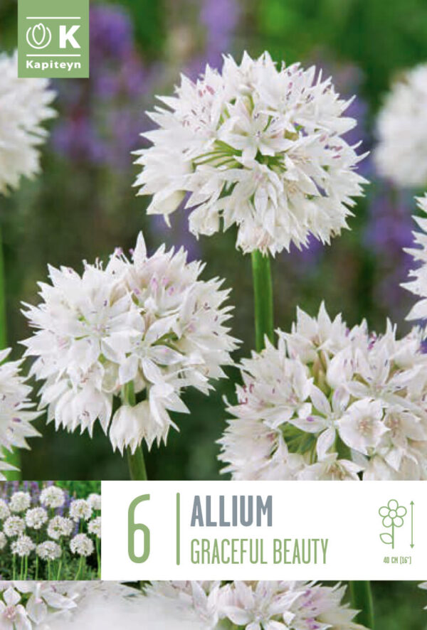 Lauk 'Gracefull Beauty' 10tk