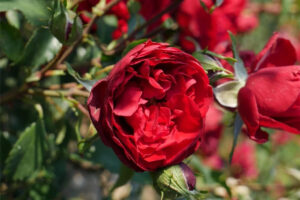 Roniroos ‘Crazy in Love Red’® P21 Eestis kasvatatud