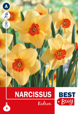 Nartsiss ‘Kedron’ 8tk