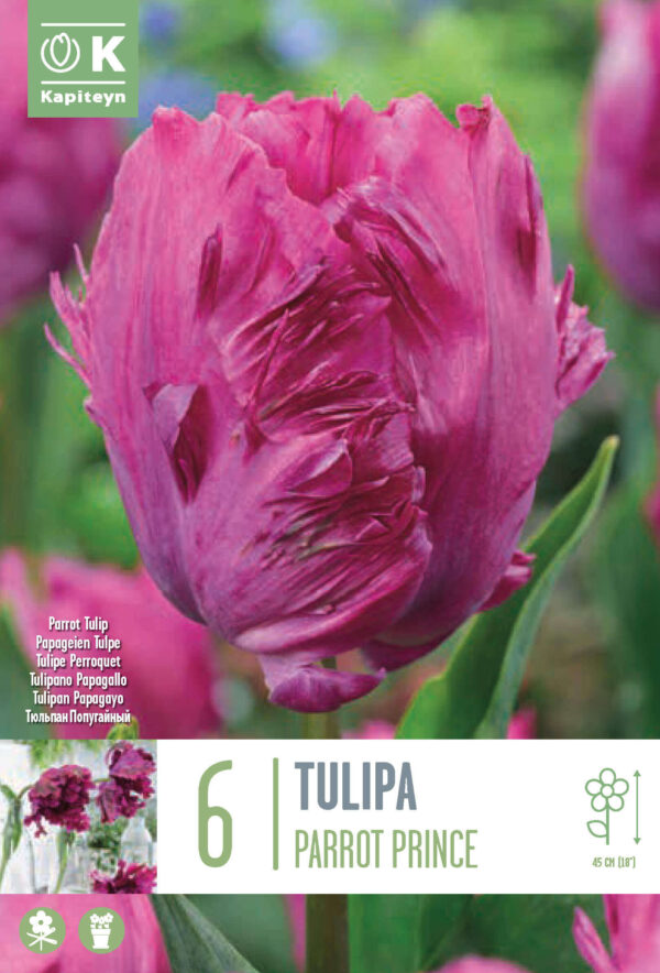 Tulp 'Parrot Prince' 6tk