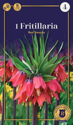 Harilik püvilill ‘Red Beauty’ 1tk