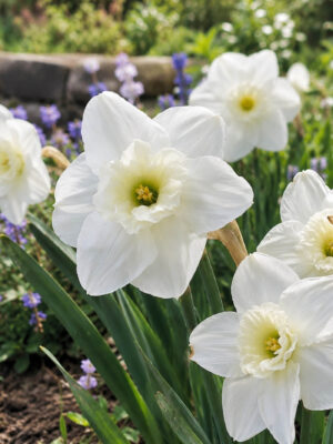 Nartsiss ‘Papillon Blanc’ 5tk