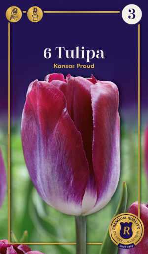 Tulp ‘Kansas Proud’ 6tk
