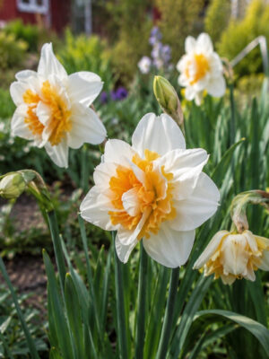Nartsiss ‘Sweet Desire’ 5tk