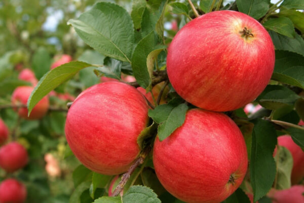 Sügisõunapuu 'Red Melba' P25
