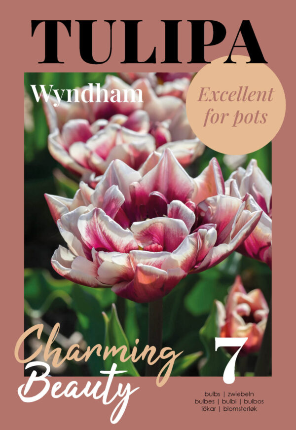 Tulp 'Wyndham' 7tk