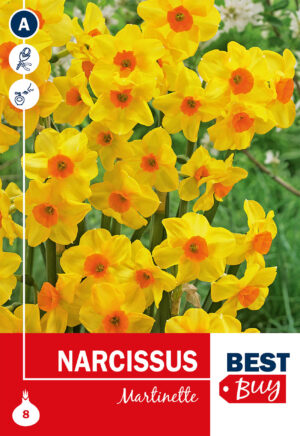 Nartsiss ‘Marinette’ 8tk