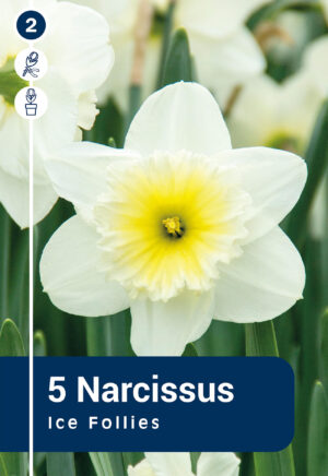 Nartsiss ‘Ice Follies’ 5tk