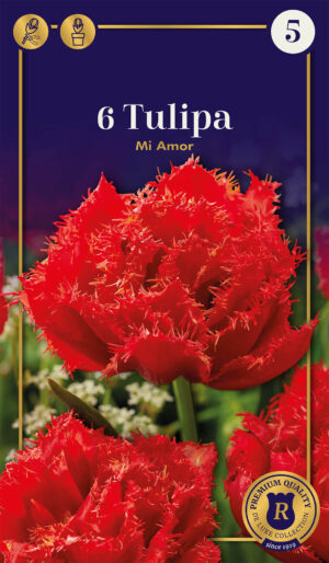 Tulp ‘Mi Amor’ 6tk