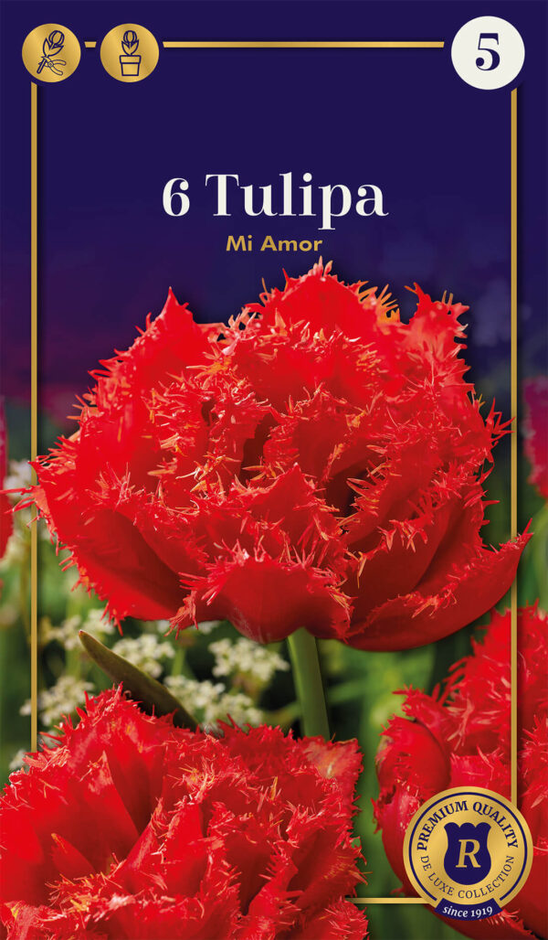 Tulp 'Mi Amor' 6tk