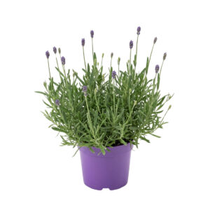 Tähklavendel ‘Valence Dark Violet’ P13