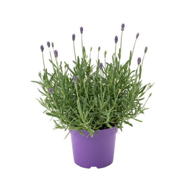 Tähklavendel 'Valence Dark Violet' P13