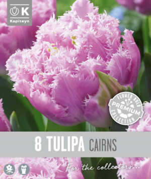 Tulp ‘Cairns’ 8tk/pk
