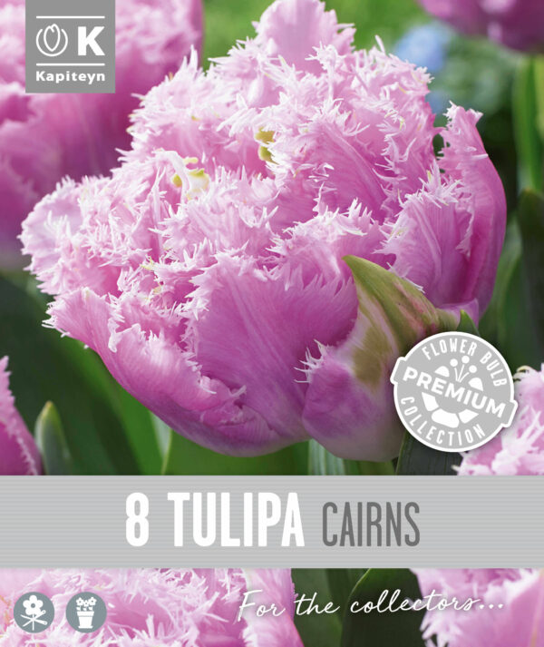 Tulp 'Cairns' 8tk/pk