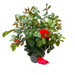 Peenraroos ‘Scarlet Bonica’® P21 Eestis kasvatatud