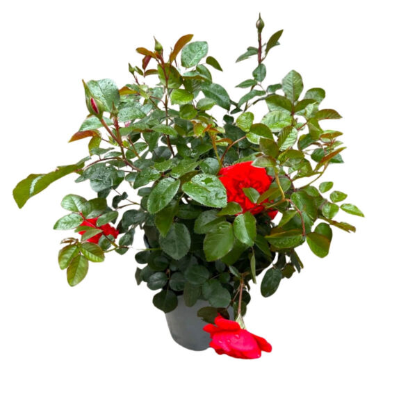 Peenraroos ‘Scarlet Bonica’® P21 Eestis kasvatatud