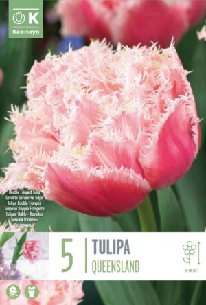 Tulp ‘Queensland’ 5tk/pk