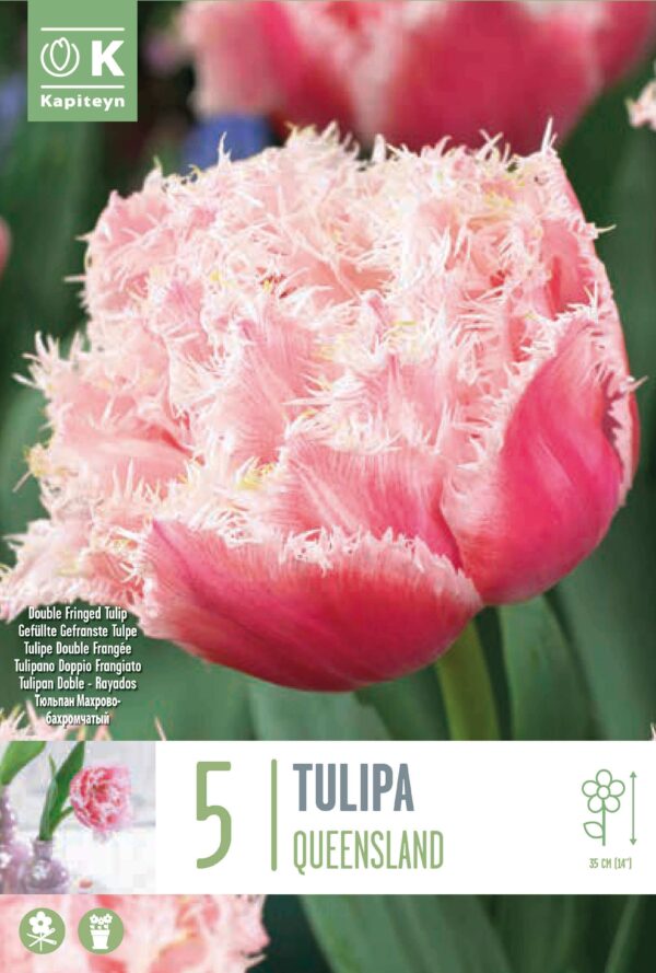 Tulp 'Queensland' 5tk/pk
