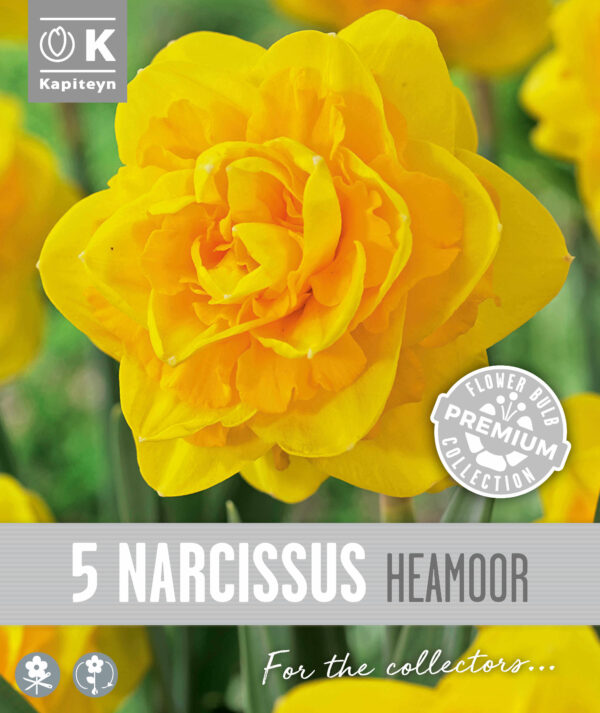 Nartsiss 'Heamoorn' 5tk/pk