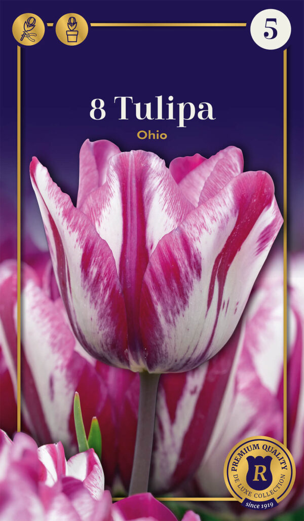 Tulp 'Ohio' 8tk