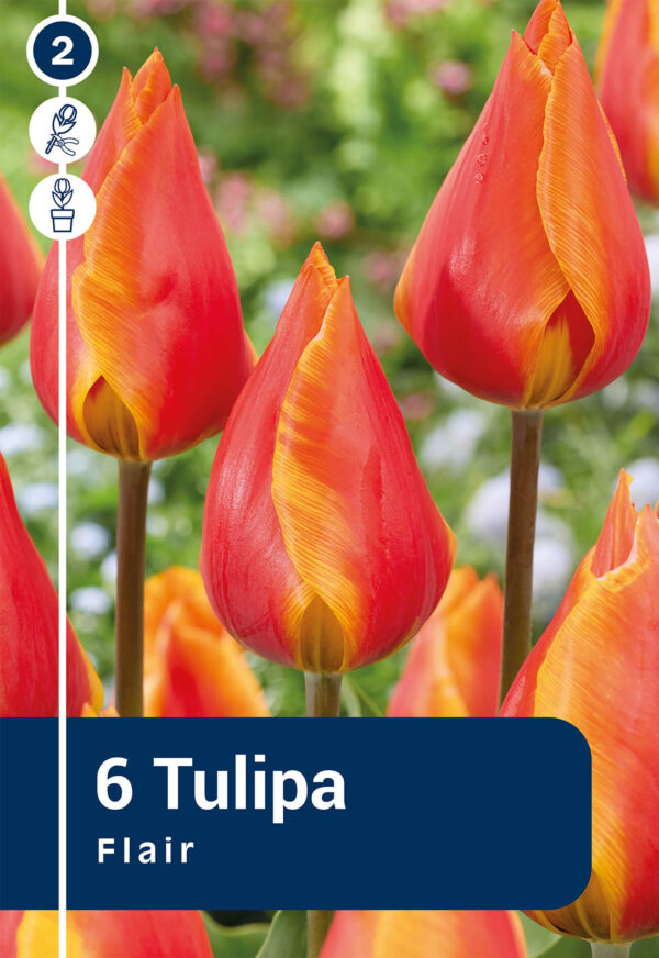 Tulp 'Flair' 6tk