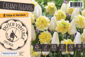Lillesibulate segu Dutch Vintage ‘Creamy Eggnog’ 8tk