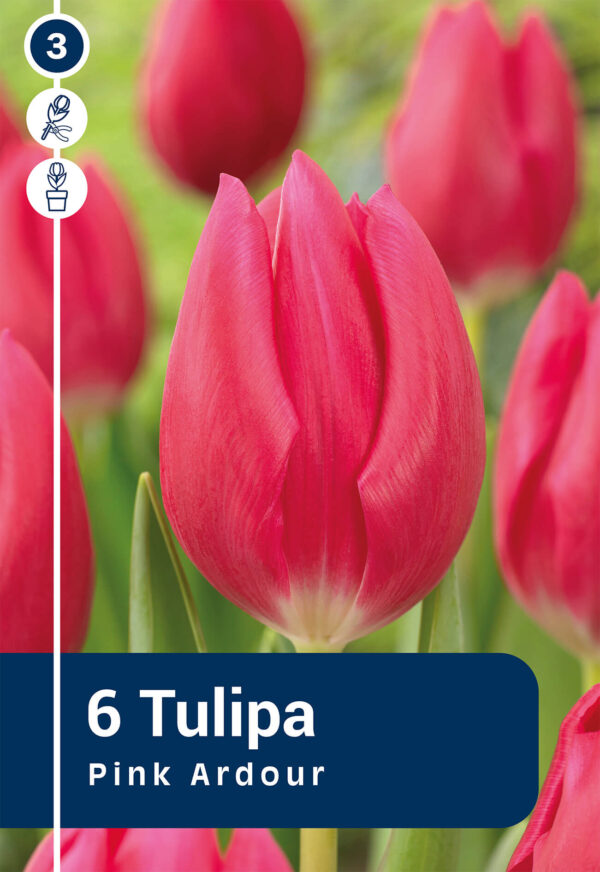 Tulp 'Pink Ardour' 6tk