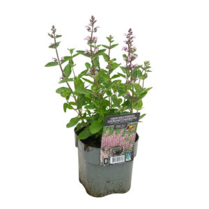 Siberi naistenõges ‘Serene Wilde Orchid’ P17 Eestis kasvatatud