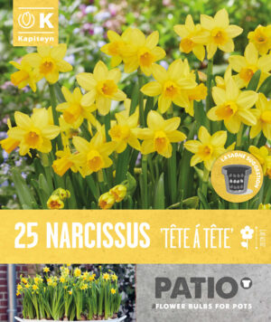 Nartsiss ‘Tete a Tete’ 25tk