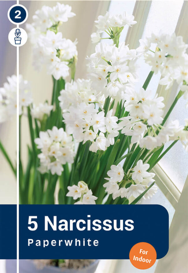 Nartsiss' Paperwhite' 5tk