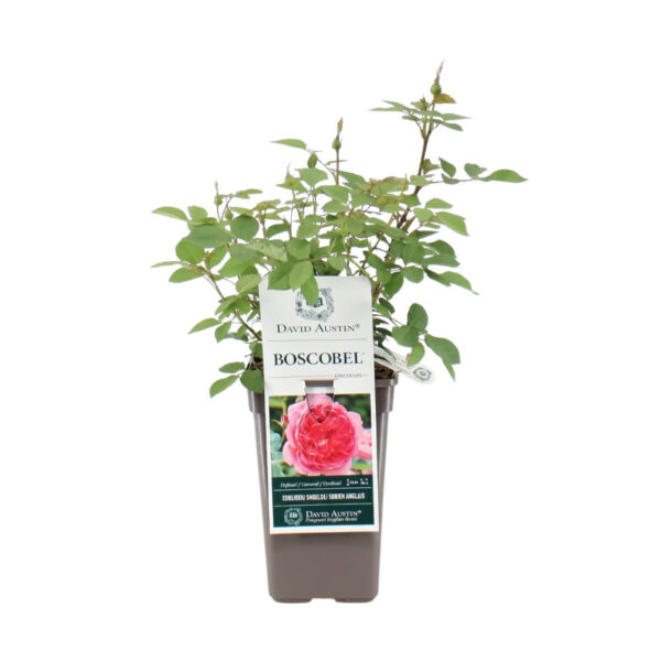Põõsasroos 'Boscobel'® P17