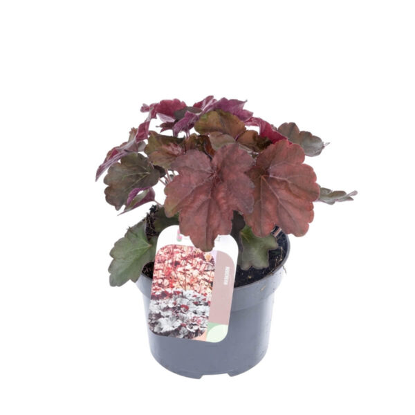 Helmikpööris 'Palace Purple' P13 20cm