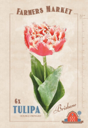 Tulp ‘Brisbane’ 6tk