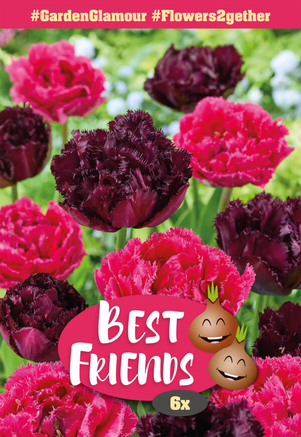 Lillesibulate segu Best Friends #Garden Glamour 6tk
