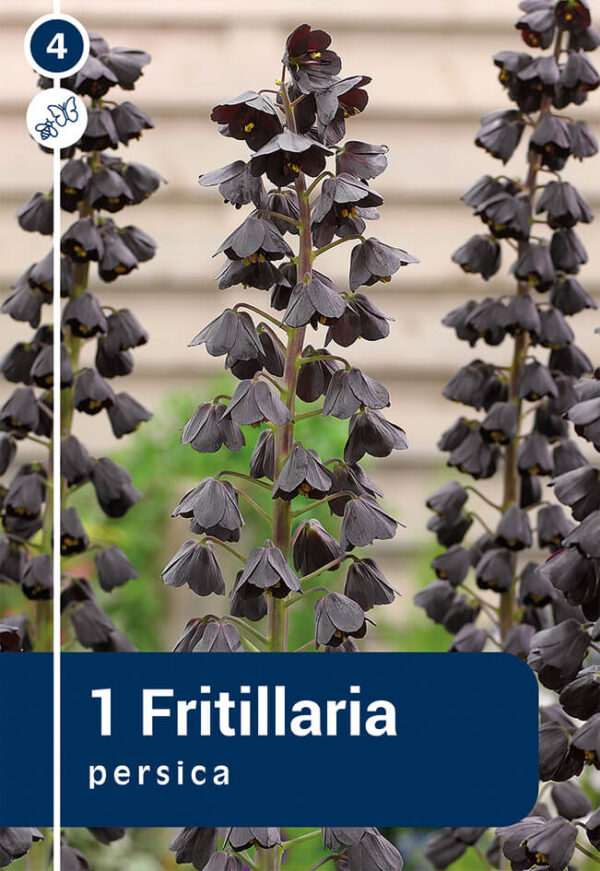 Pärsia püvilill 1tk