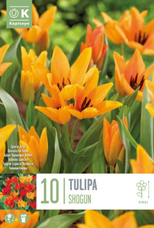 Tulp ‘Shogunt’ 10tk/pk