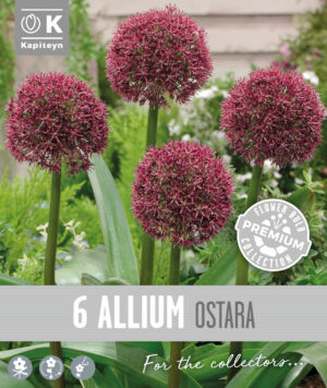 Lauk ‘Ostara’ 6tk/pk