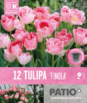 Tulp ‘Finola’ 12tk