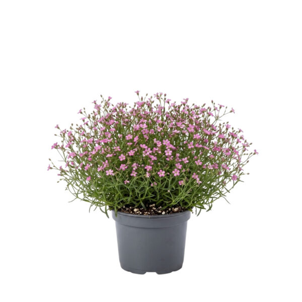 Roomav kipslill 'Rosea' P13