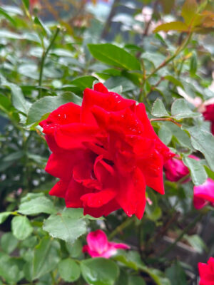 Floribundroos ‘Nina Weibull’ P17 20cm