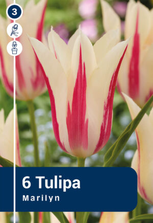 Tulp ‘Marilyn’ 6tk