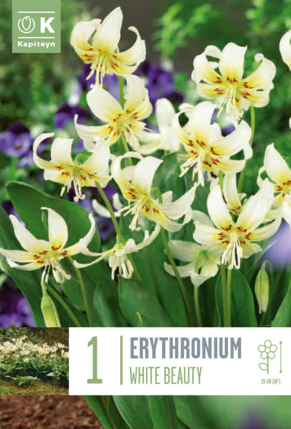 Koerahammas 'White Beauty' 1tk