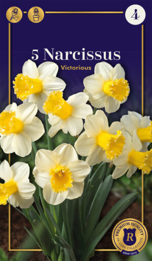 Nartsiss ‘Victorious’ 5tk