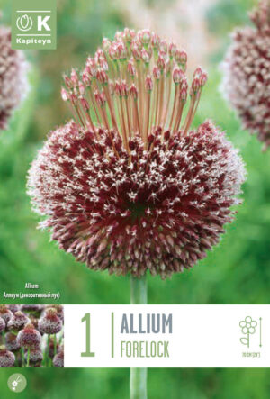 Lauk ‘Forelock’, 1tk