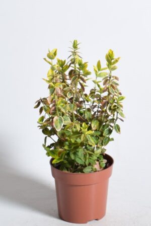 Fortune’i kikkapuu ‘Green Spire’ P11 30cm